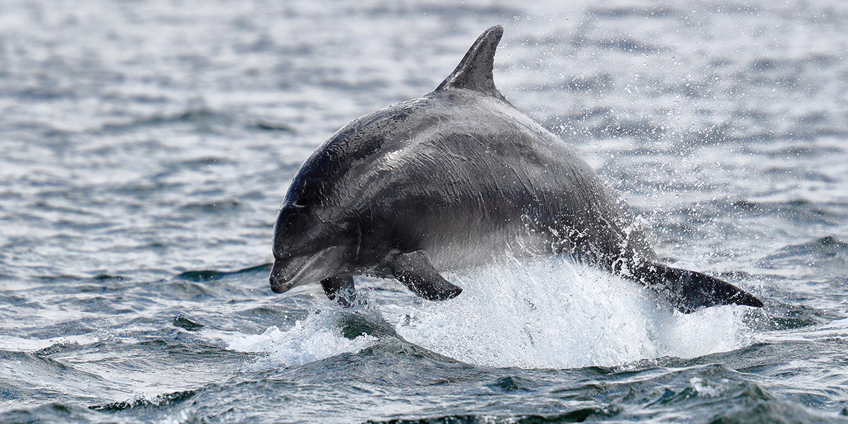 Unser Paten-Delfin Flosse ist ein Großer Tümmler. © Charlie Phillips