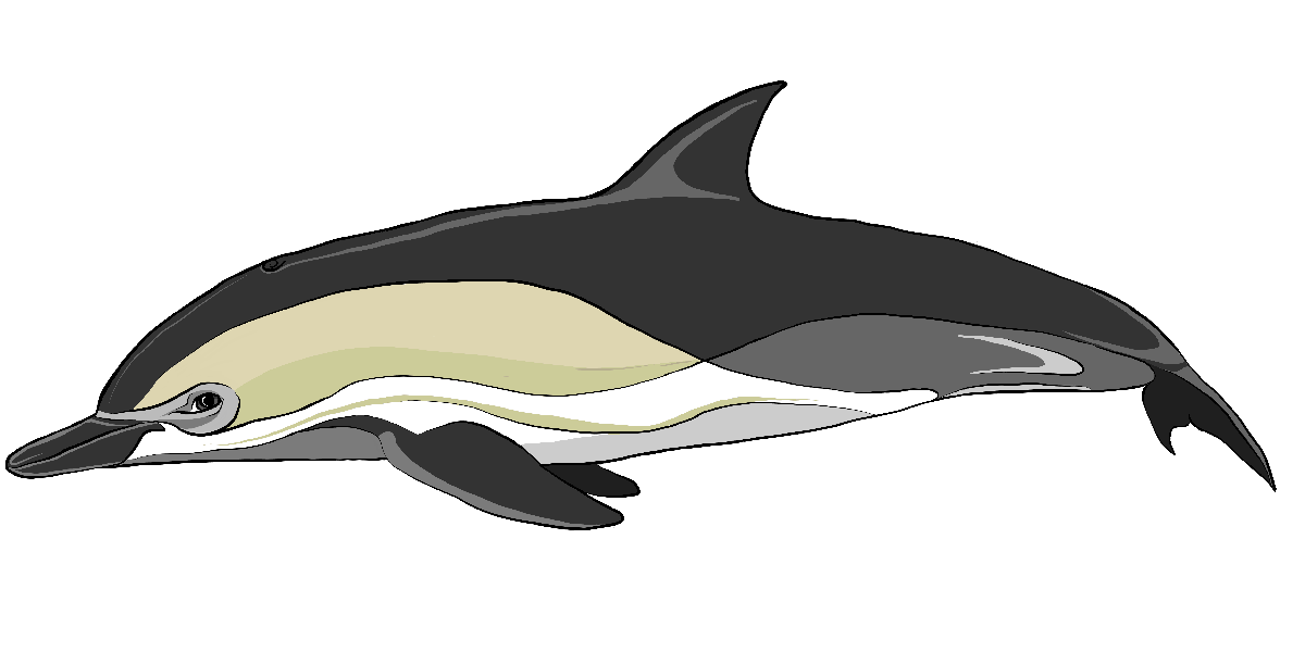 Illustration Gemeiner Delfin