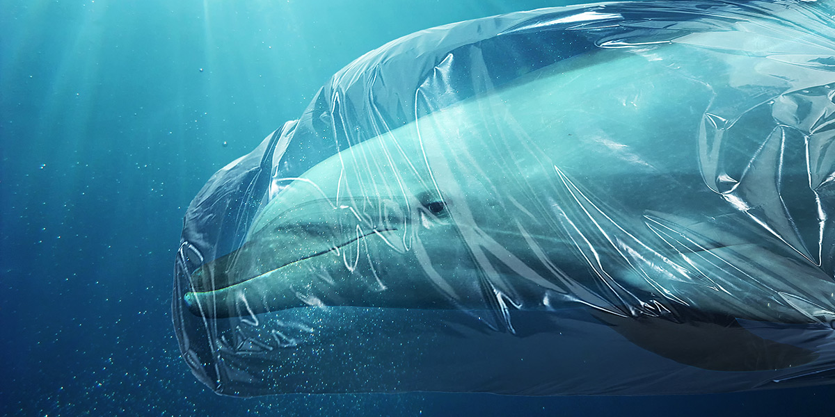Collage Delfin in Plastik gehüllt