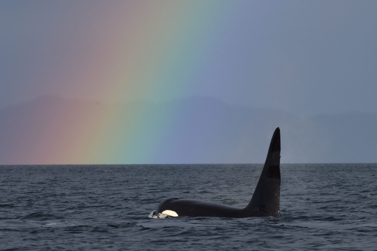 Paten-Orca Fife ist ein stattliches Orca-Männchen. © Jared Towers
