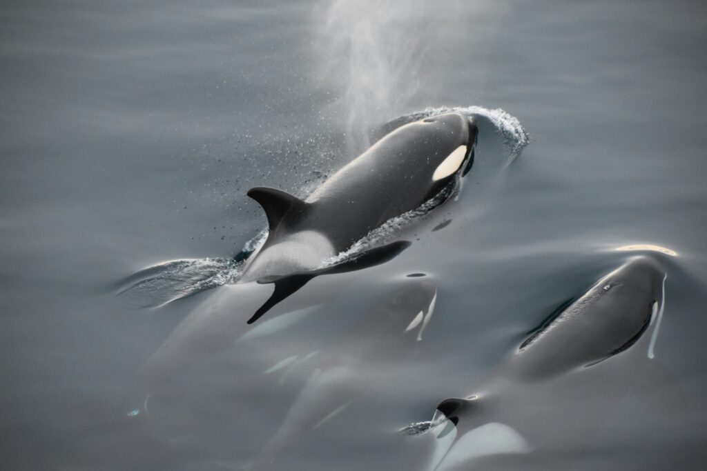 Wale und Delfine brauchen Schutzgebiete, in denen der Mensch keinen Lärm machen darf. © Nitesh Jain/unsplash
