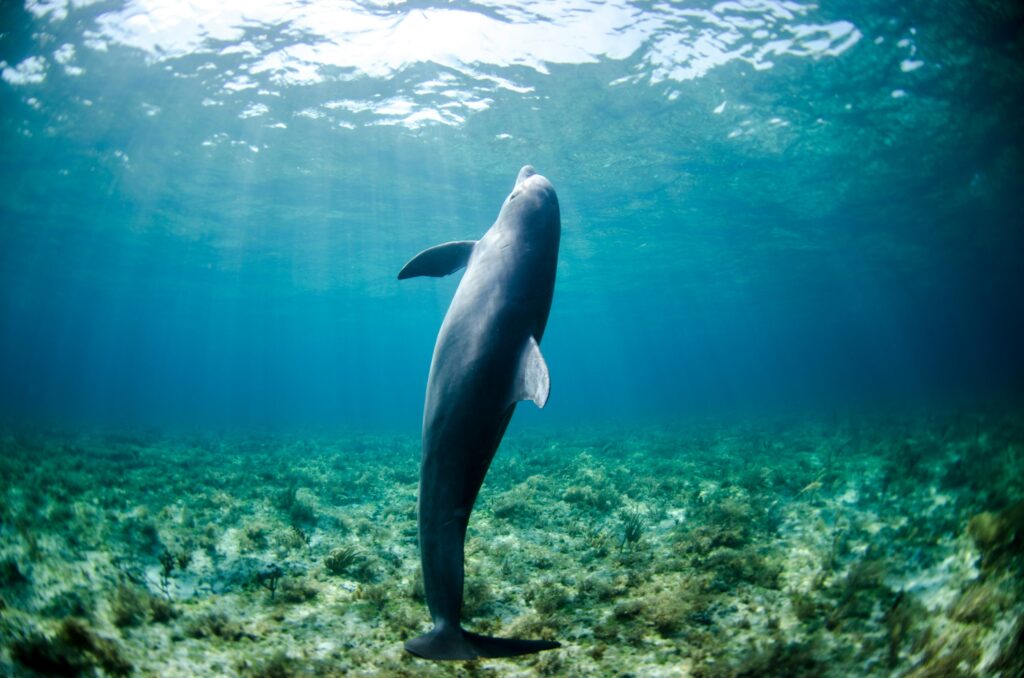 Wale und Delfine sind auf ihr Gehör angewiesen. © NOAA/unsplash