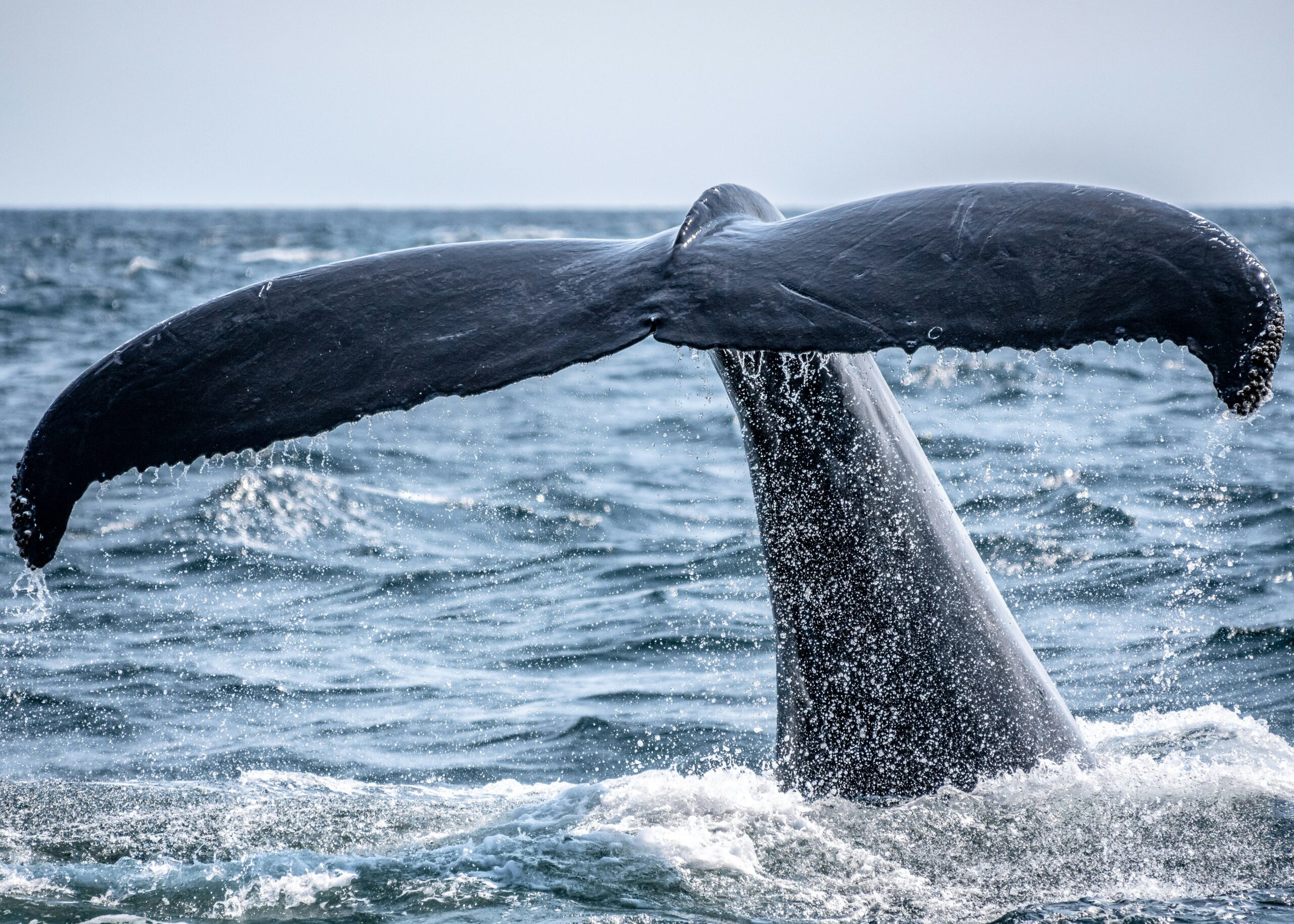 Die tiefen Tauchgänge der mächtigen Wale helfen dabei, die Nährstoffe innerhalb der Meeresschichten zu verteilen. Toll, was? © Richard Sagredo/unsplash