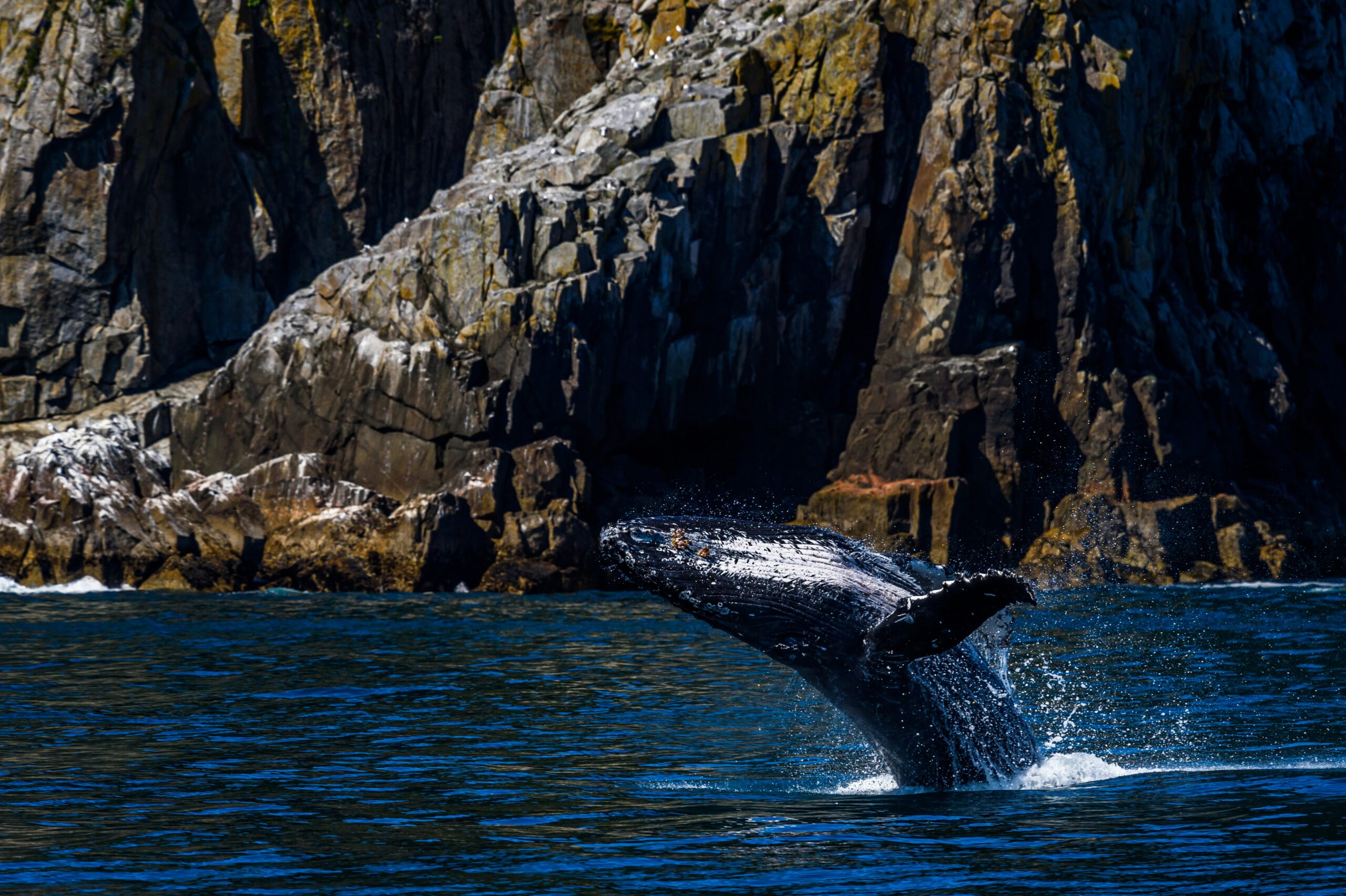 Buckelwale sorgen dafür, dass sich Nährstoffe im Meer verteilen. © Sammy Wong/unsplash