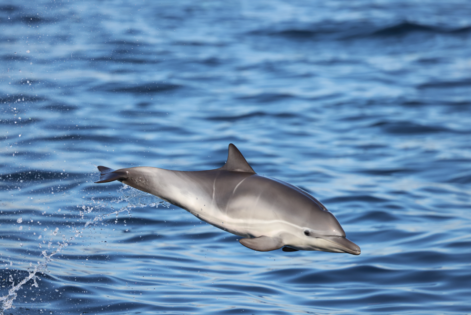 Ein Baby-Delfin im Sprung. © Canva