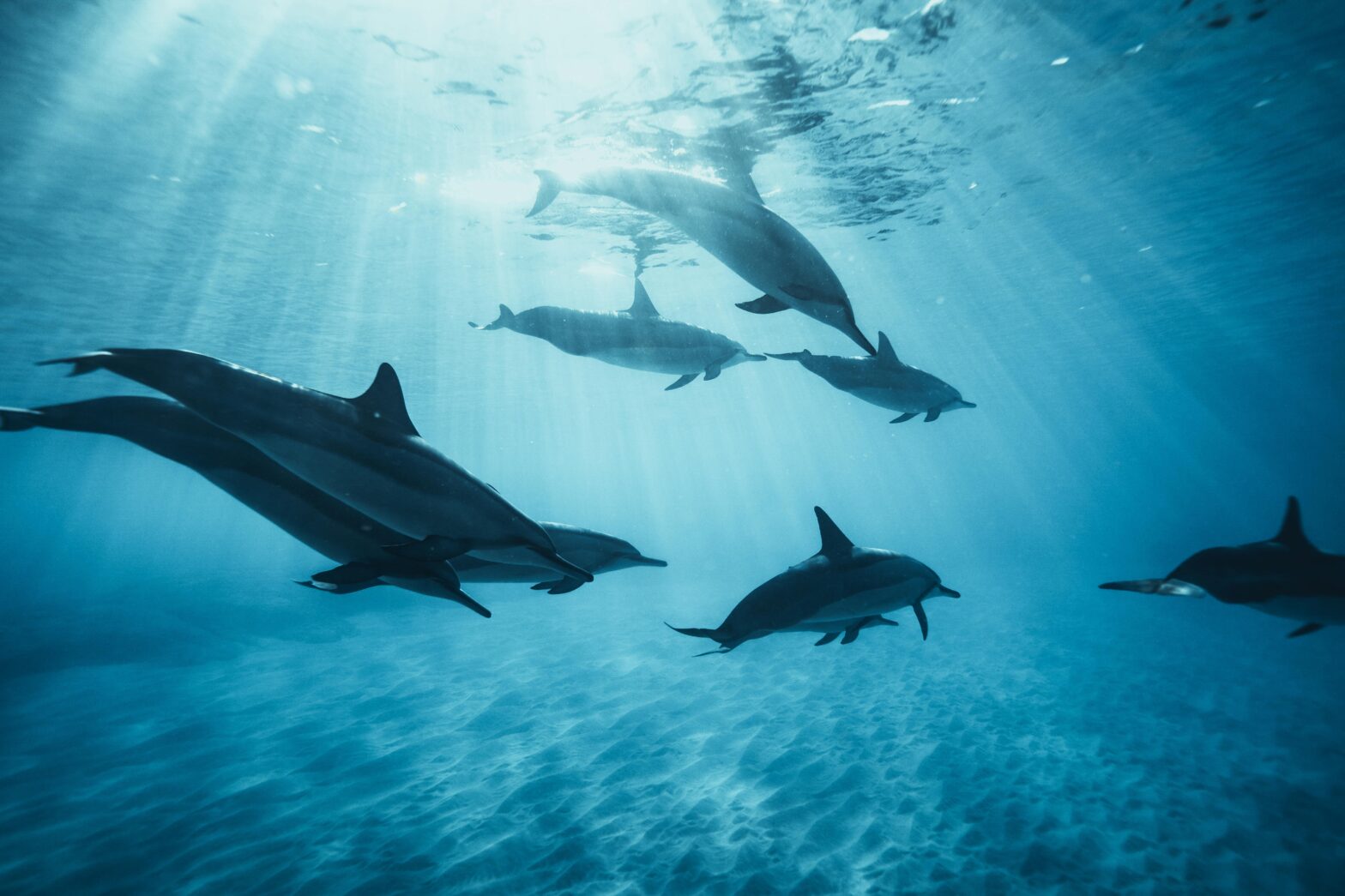 Delfine beim Tauchen. © Pexels / Kammeran Gonzelezkeola