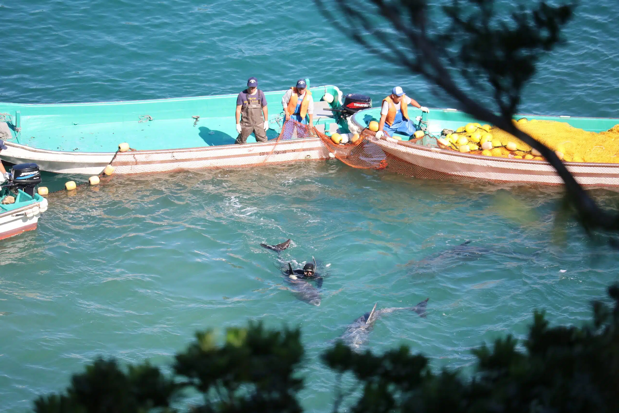 In Japan werden jedes Jahr Delfine getötet. © Hans-Peter Roth