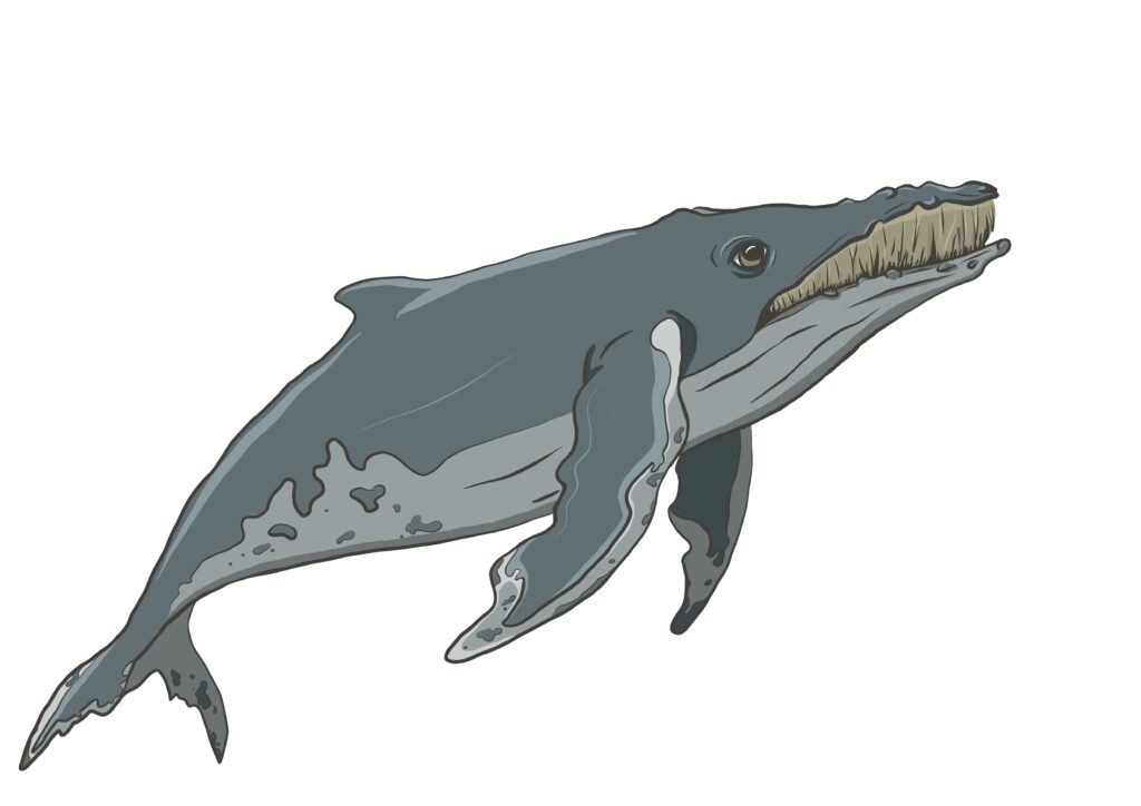 Der Buckelwal gehört zu den Bartenwalen und hat Barten im Mund. 