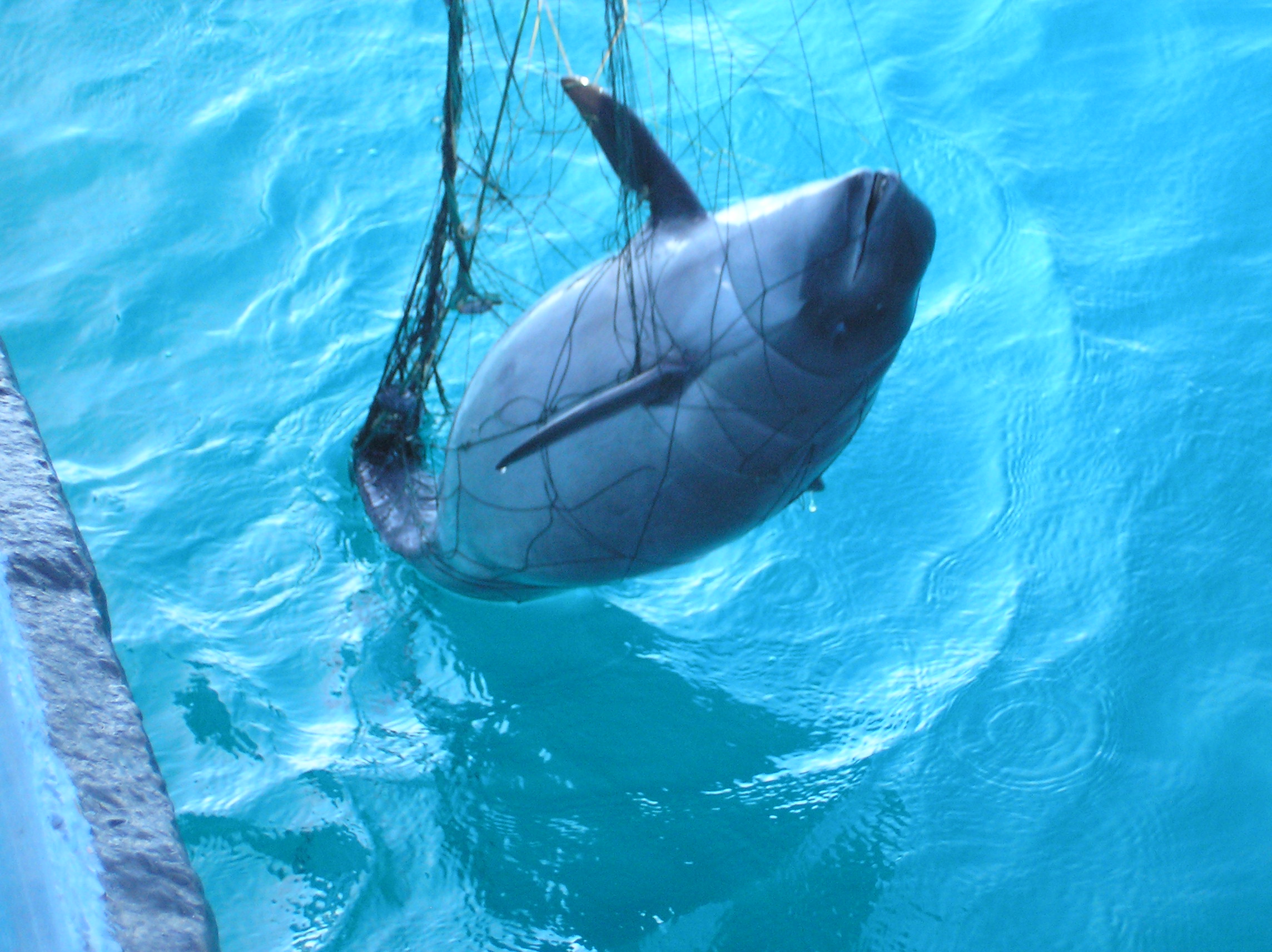 Ein Schweinswal ist als Beifang gestorben und wird von Fischern mit dem Netz aus dem Meer gezogen. © Alexei Birkun Jr. 