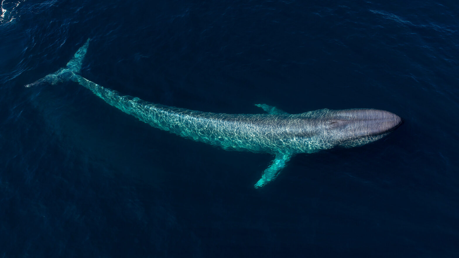 Der Blauwal ist das größte Lebewesen auf der Erde. © Shutterstock / Chase Dekker