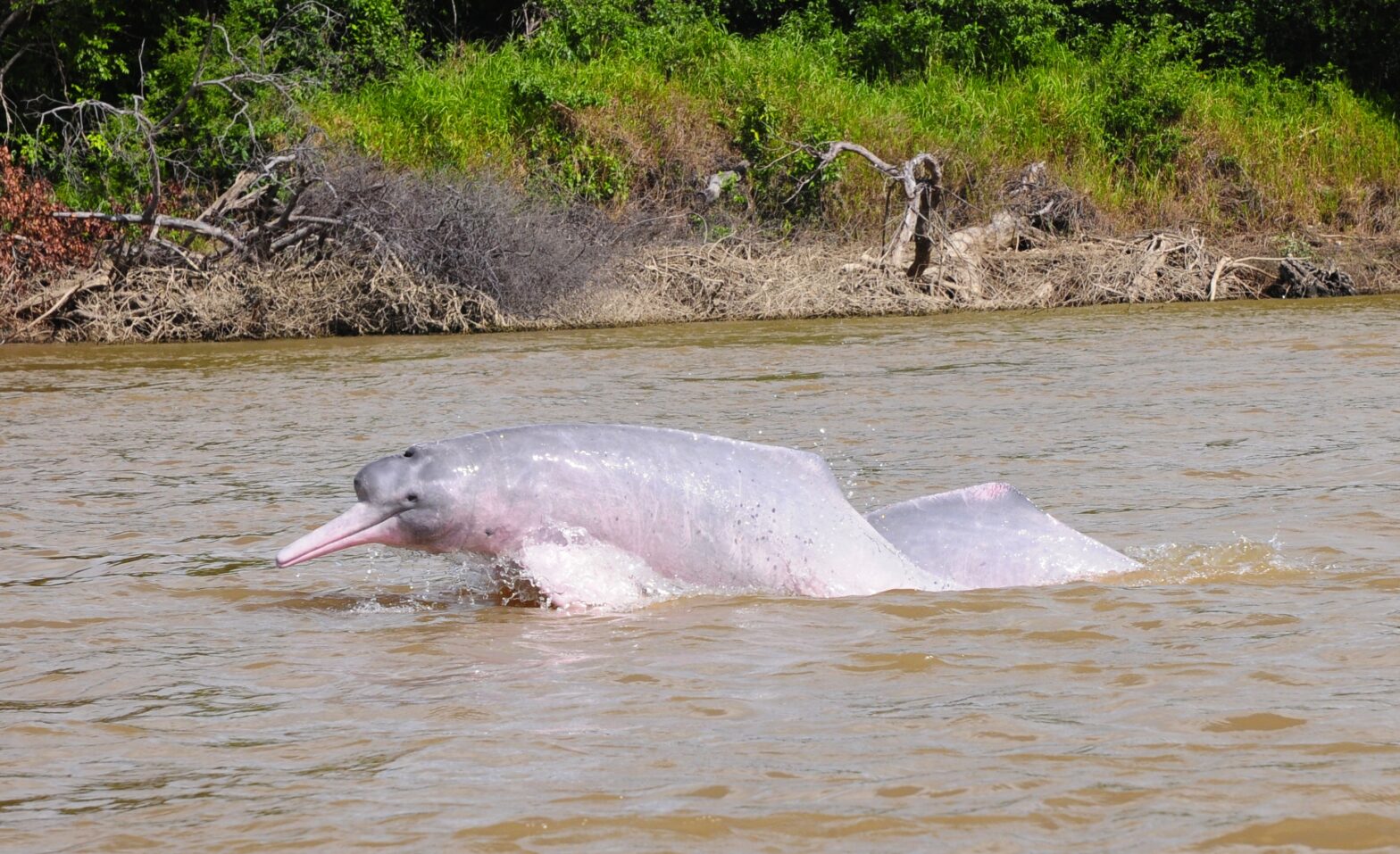 Der Amazonas-Flussdelfin wird auch Boto genannt. © Dr. Fernando Trujillo