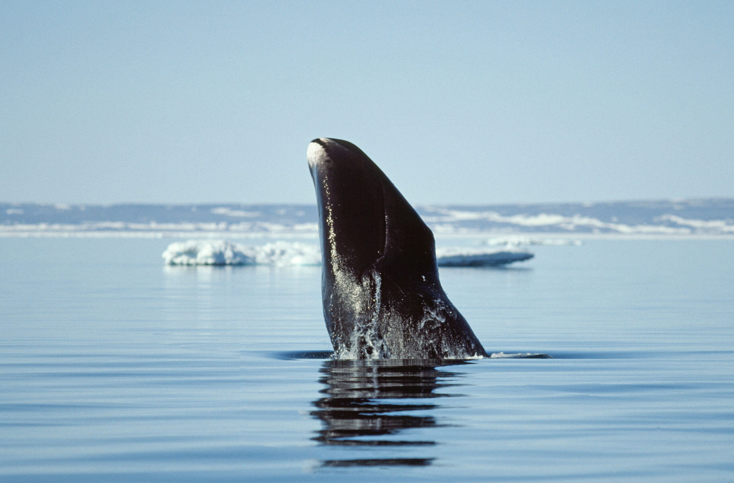 Ein Grönlandwal schaut neugierig aus dem Meer. © Alamy Stock Photography / Kelvin Aitken 