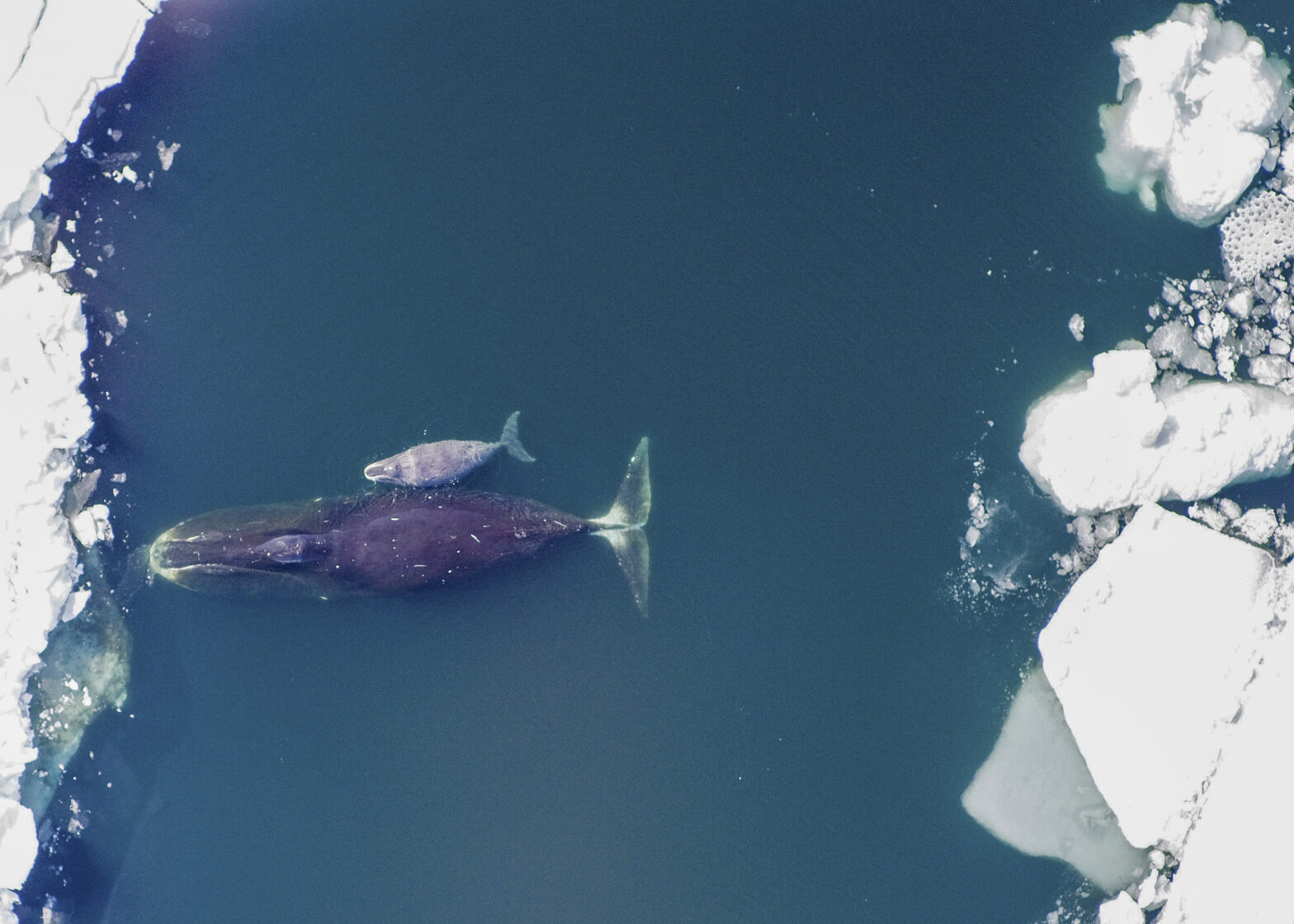Grönlandwale leben ganzjährig in der Arktis. © NOAA National Ocean Service photo, GPA Photo Archive, Flickr.com - CC BY-NC 2.0 DEED