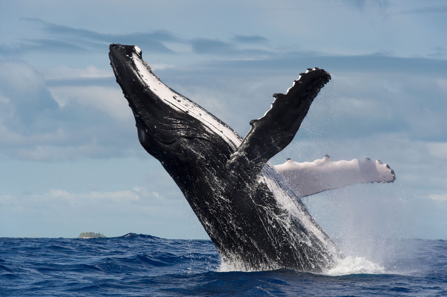 Buckelwale sind für ihre spektakulären Sprünge bekannt. © Christopher Swann