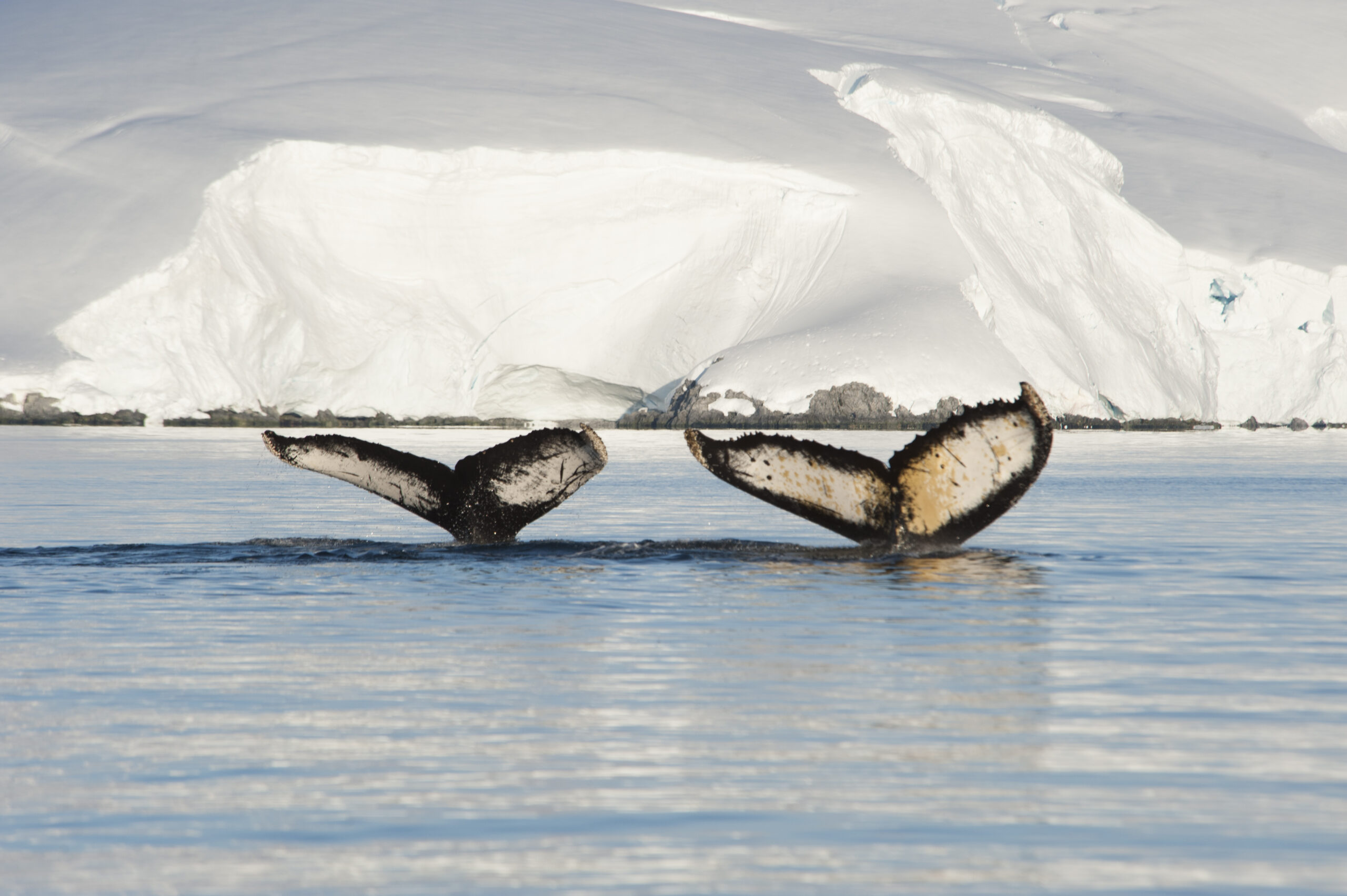 Ab und zu sieht man Buckelwale zu zwei oder in kleinen Gruppen. © Shutterstock / Vladsilver