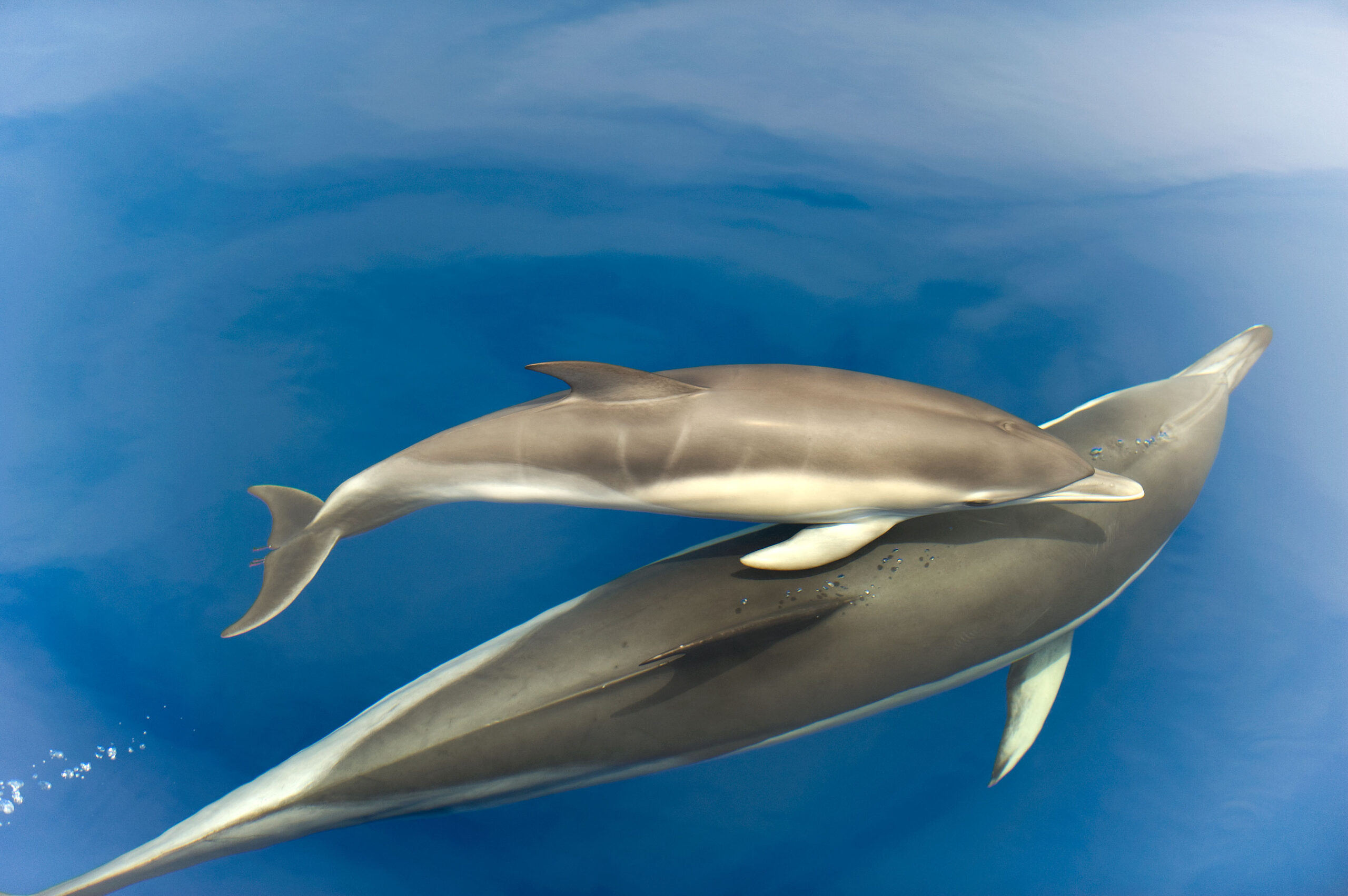 Gemeine Delfine haben eine starke Bindung zu Familienmitgliedern. © Christopher Swann