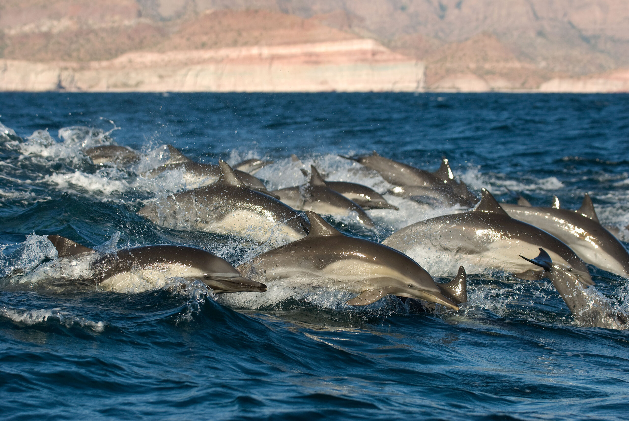 Gemeine Delfine sieht man oft in großen Gruppen. © Christopher Swann
