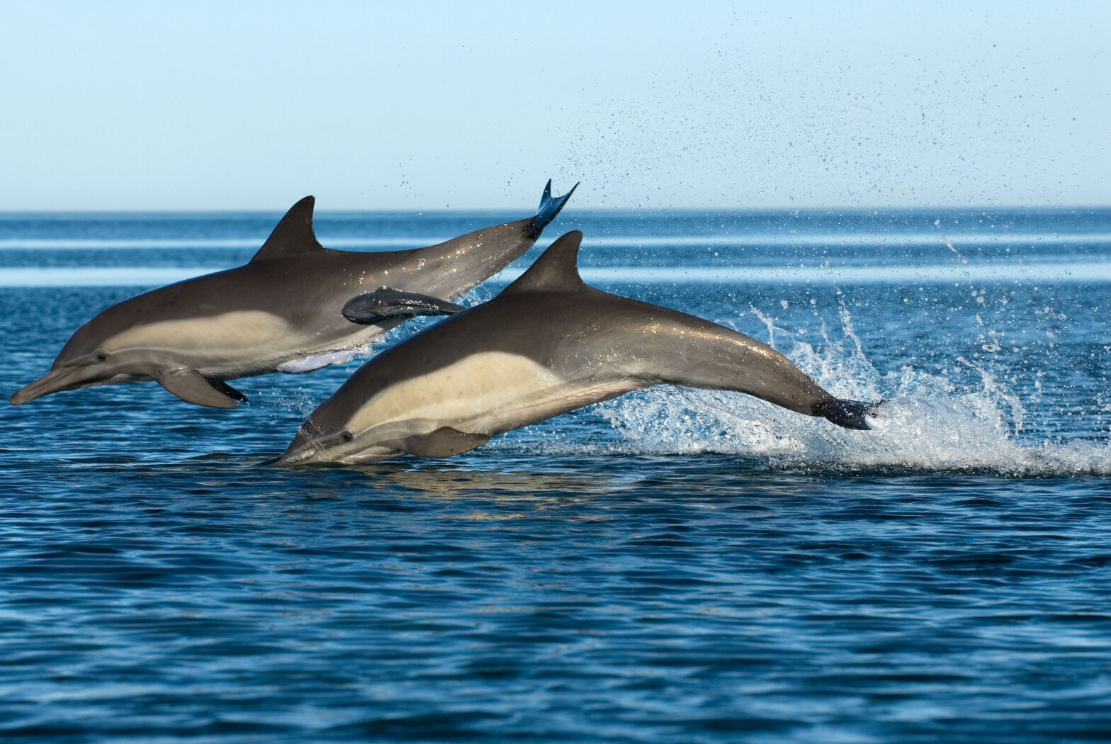 Gemeine Delfine haben ein Sanduhr-Muster am Bauch. © Christopher Swann