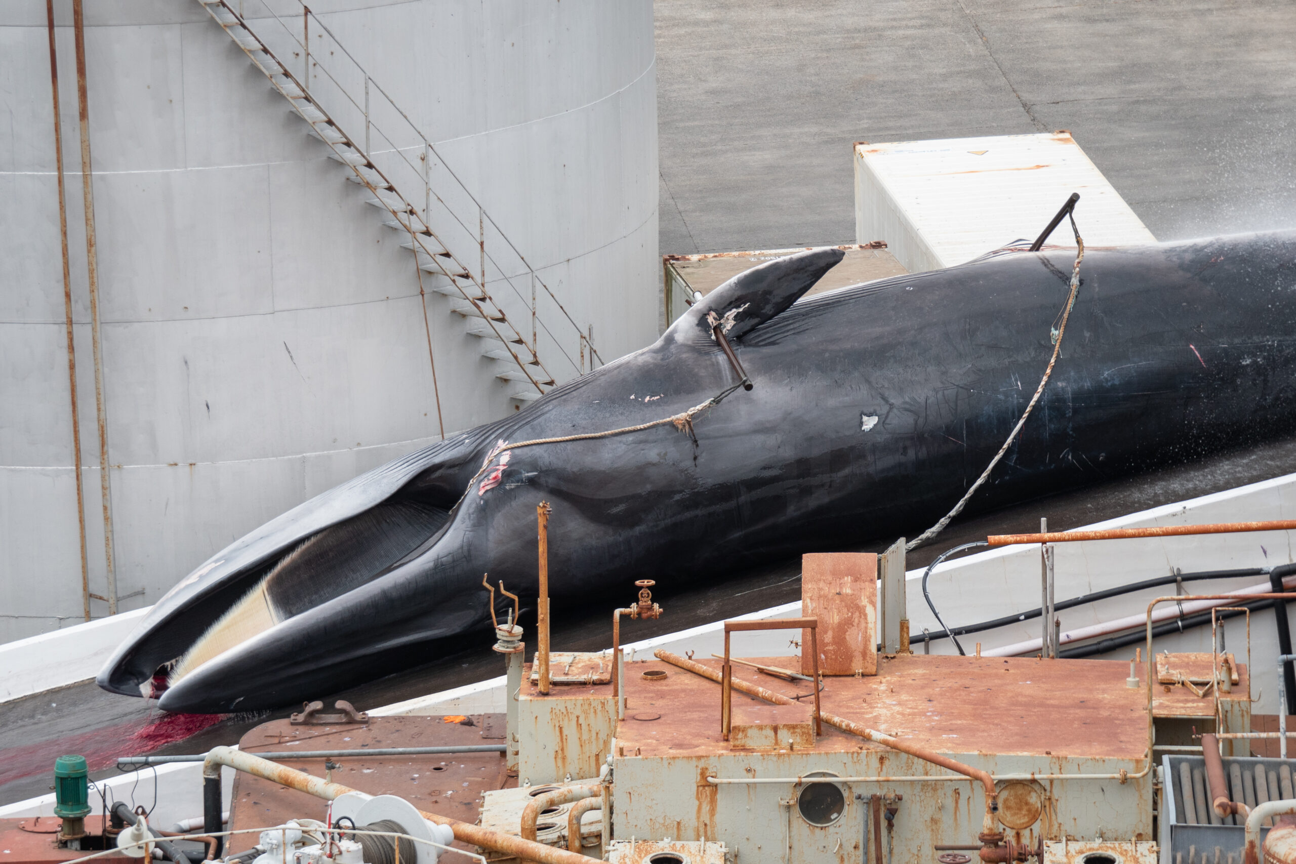 In Island wurden Finnwale getötet, obwohl sie vom Aussterben bedroht sind. ©️ Hard To Port