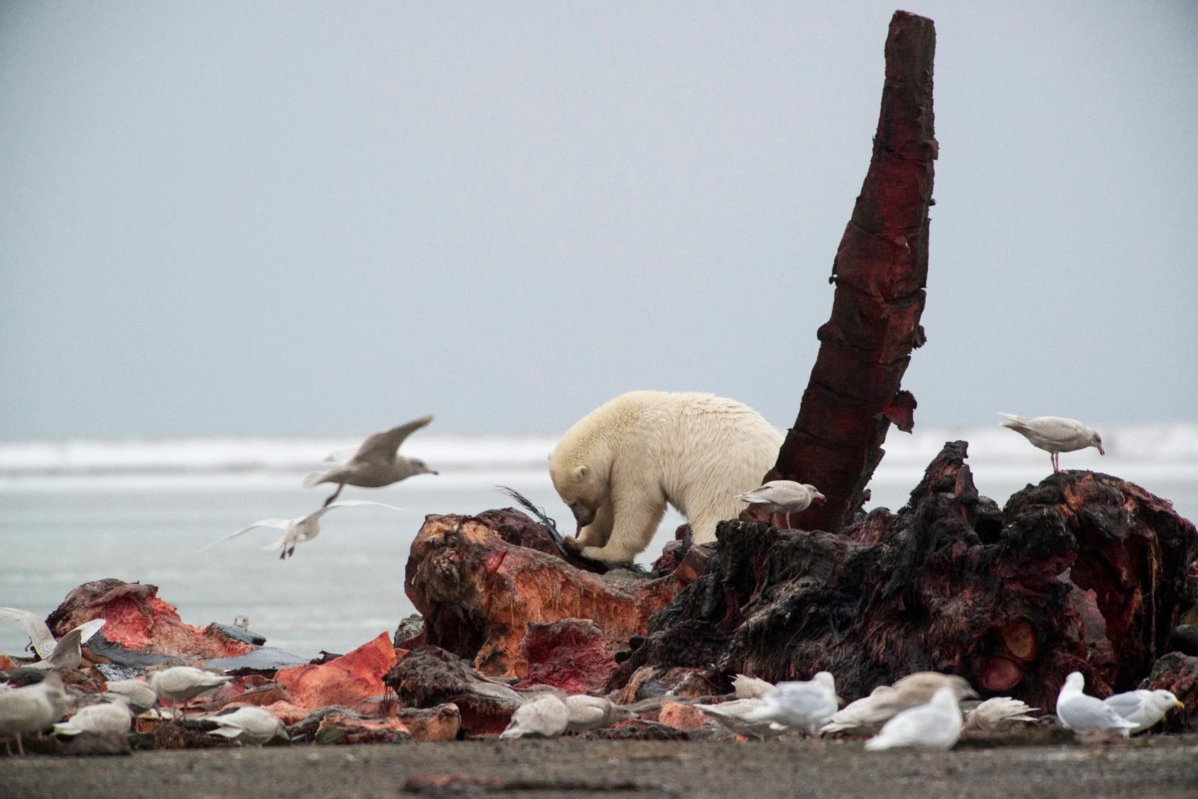 Für die bedrohten Eisbären sind tote Wale eine wichtige Nahrungsquelle. © Shutterstock / Danita Delimont