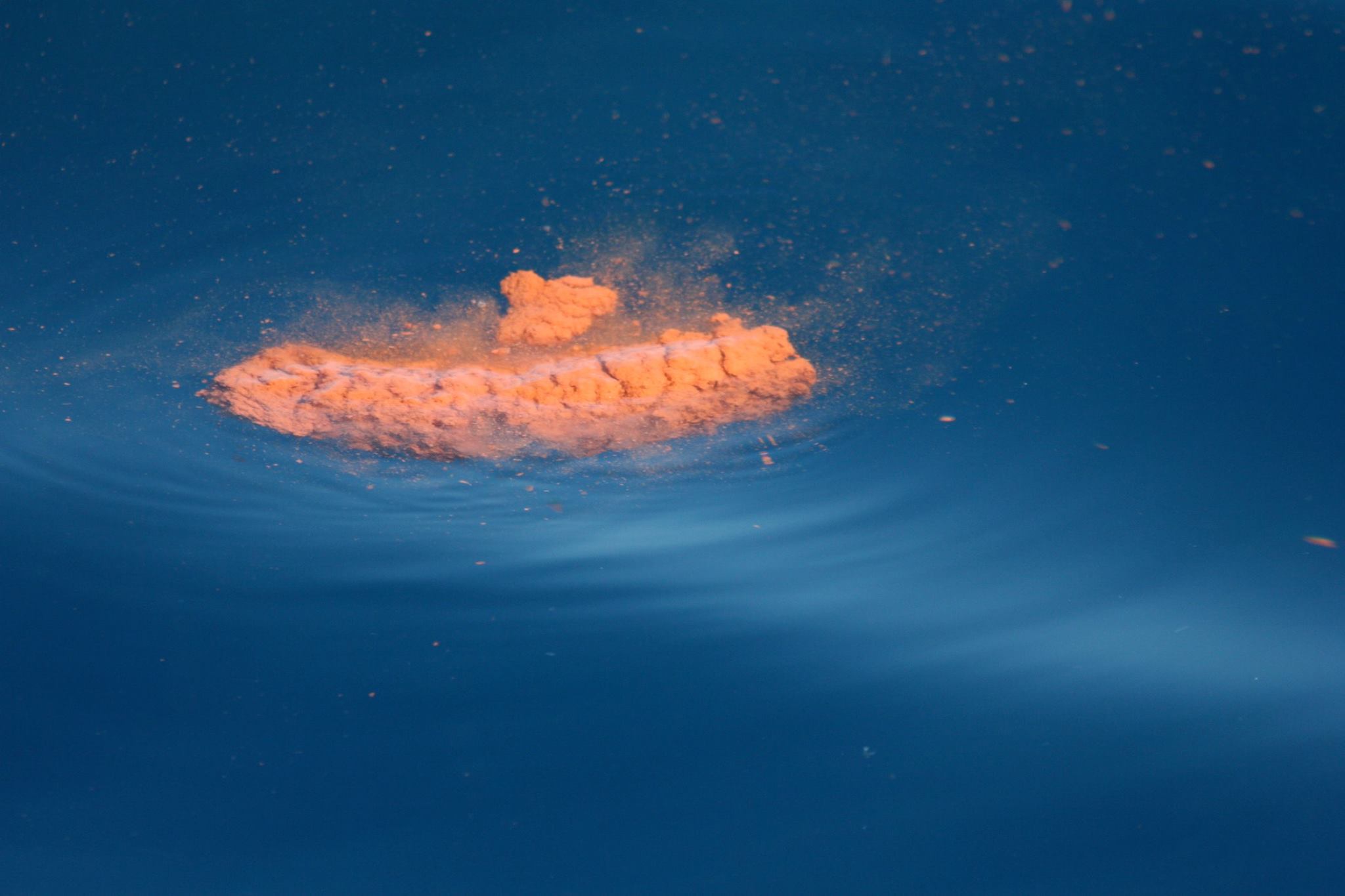 Kot von einem Finnwal. © Nicola Hodgins