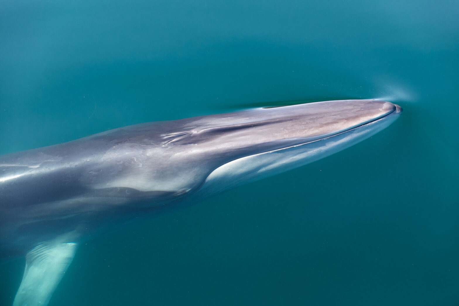 Finnwale gehören zu den Bartenwalen. © Christopher Swann