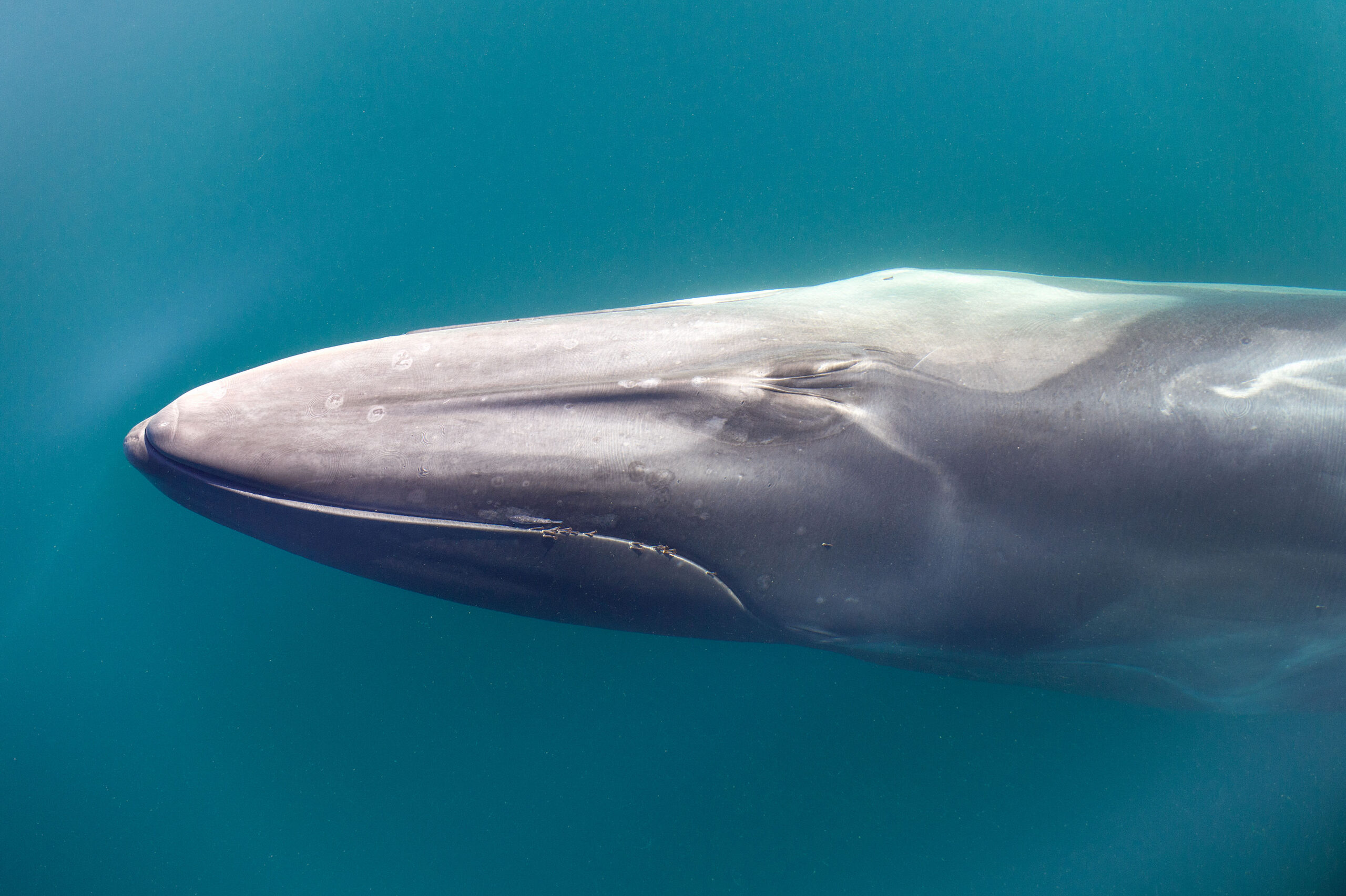 Finnwale haben eine einzigartige Färbung. © Christopher Swann