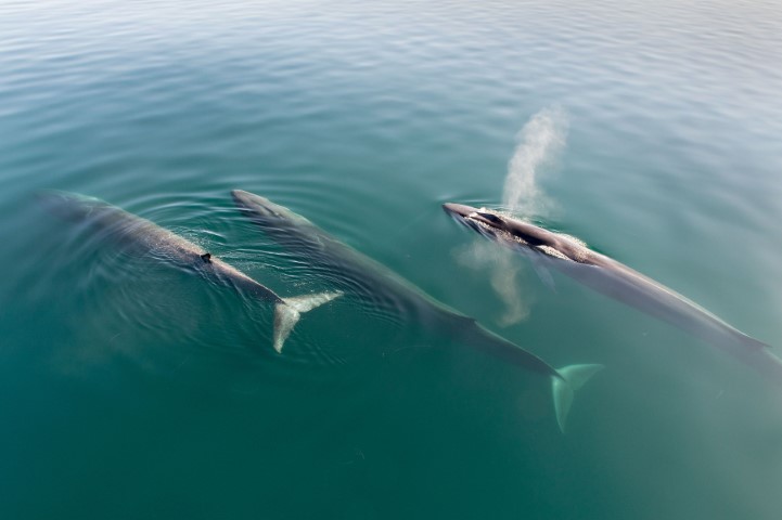 Finnwale sieht man eher selten in Gruppen. © Christopher Swann