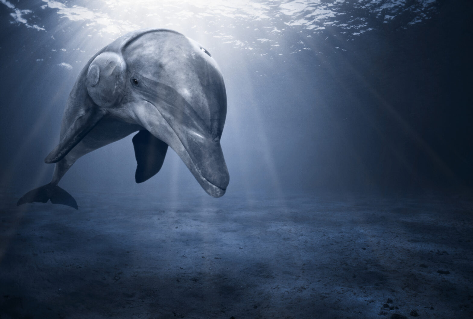 Die Meere sind viel zu laut für Wale und Delfine. © WDC