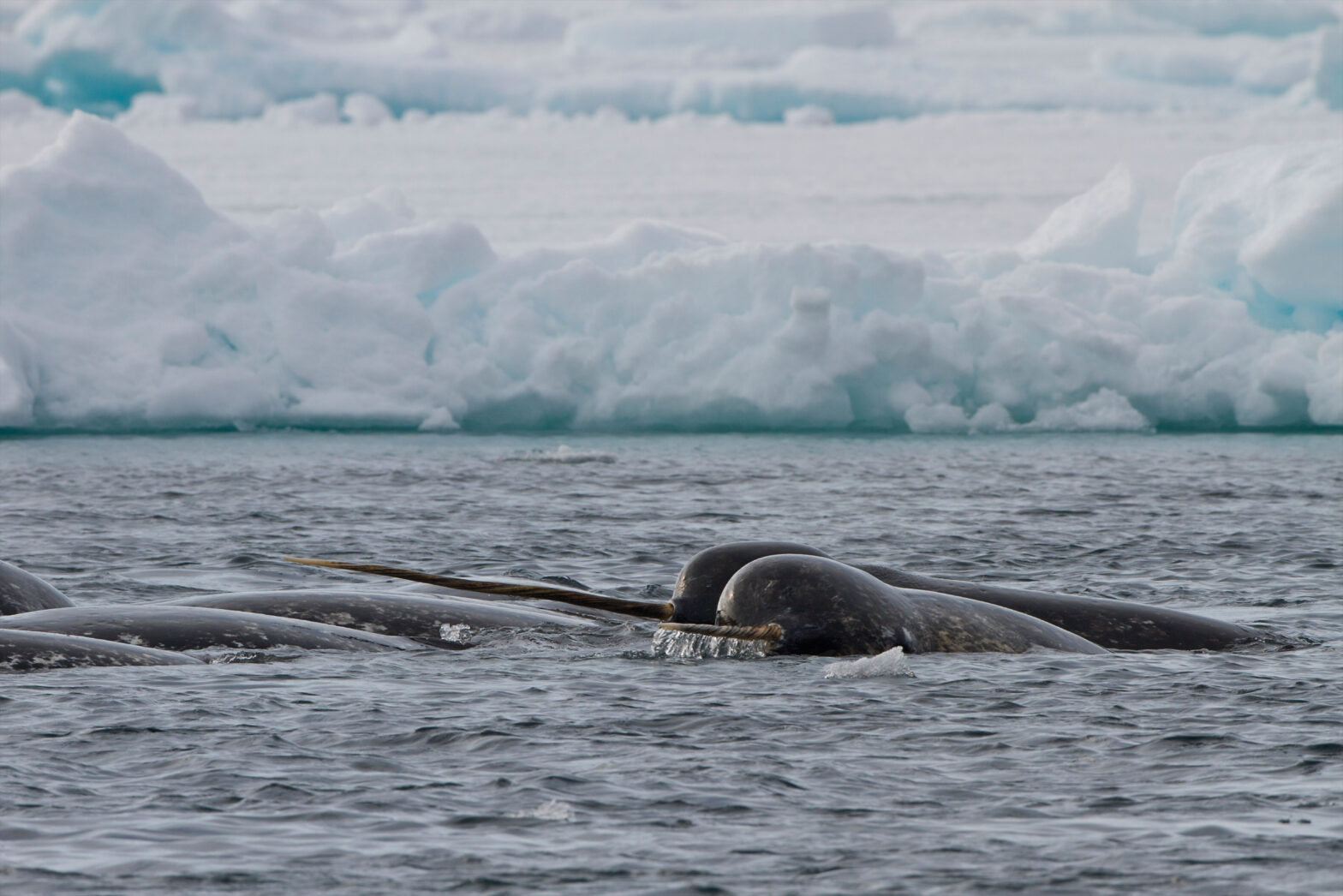 Narwale sind bekannt für ihren langen Stoßzahn. © Alamy Stock Photography / Todd Mintz