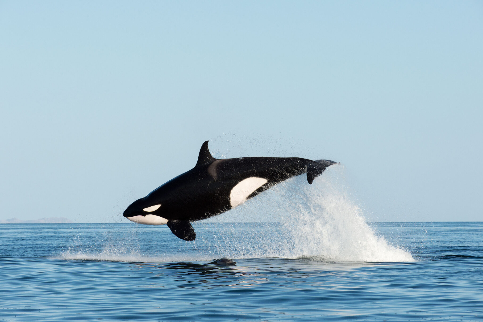 Springender Wal Orca | Spannende Fakten und Infos | WDC Kids