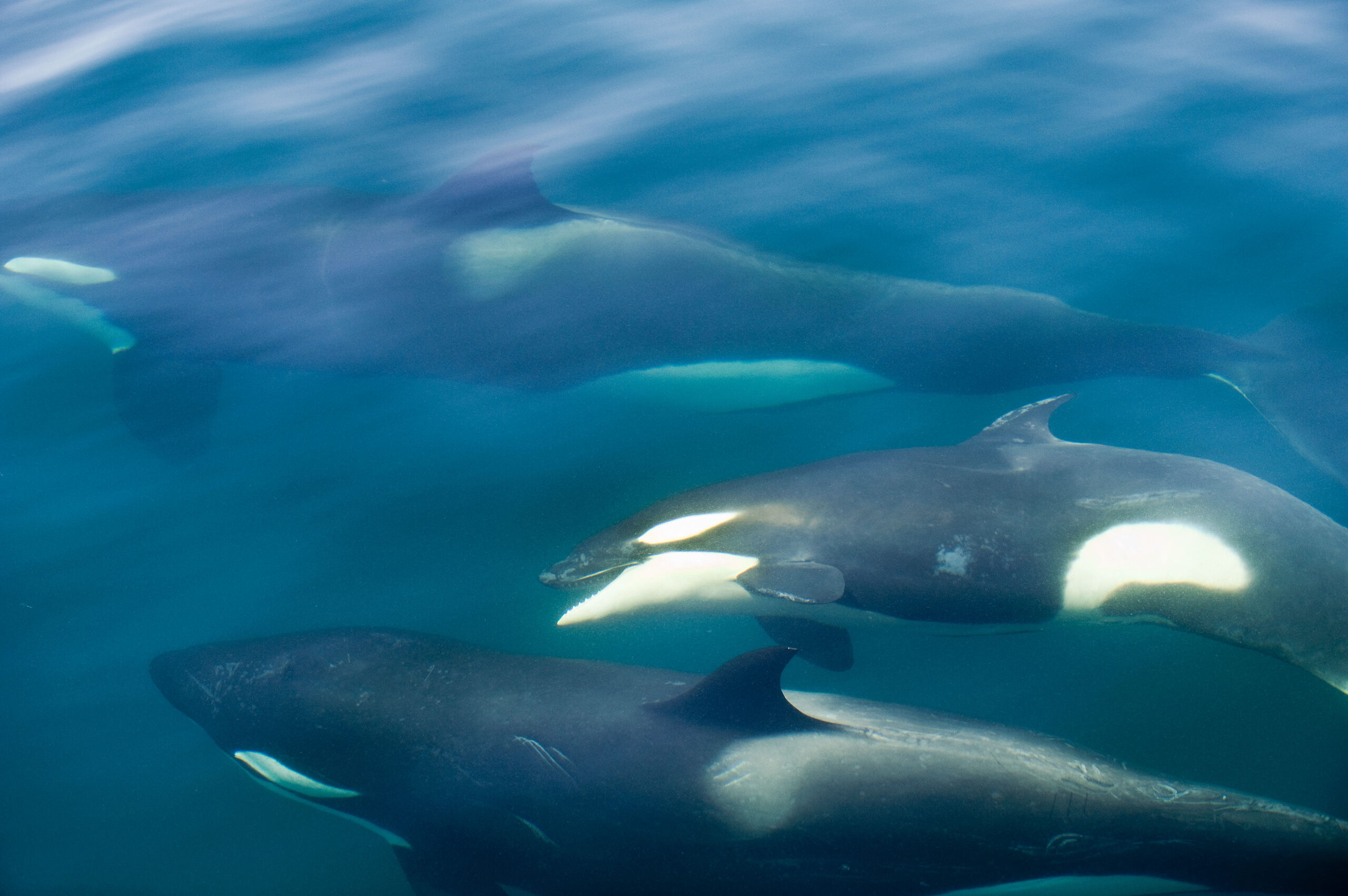 Orcas nah an der Wasseroberfläche © Christopher Swann