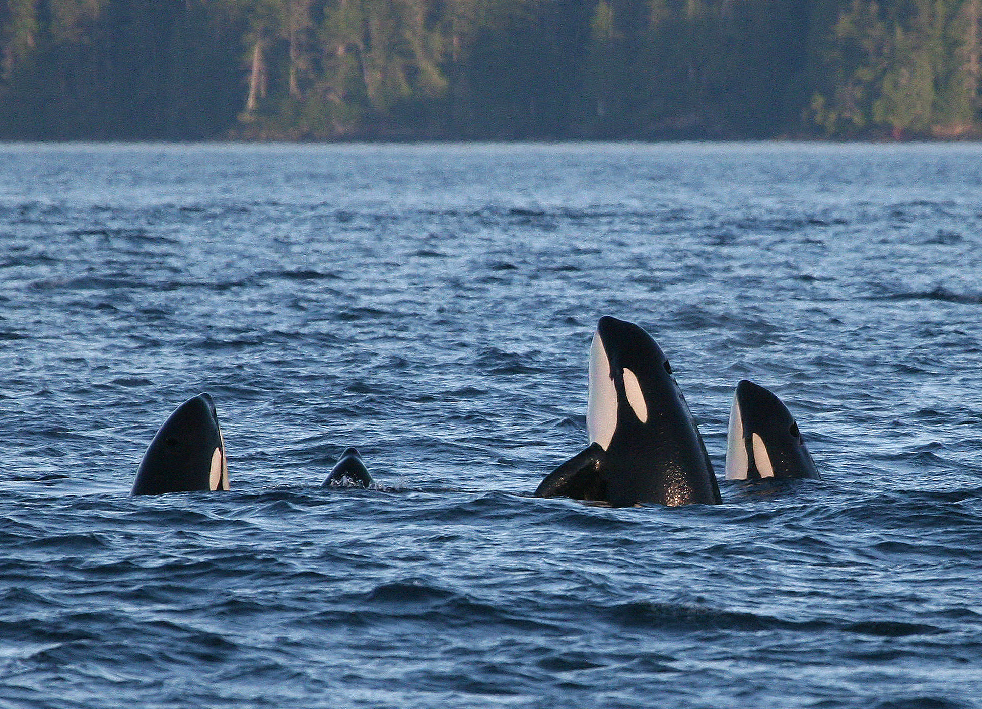 Orcas, die neugierig aus dem Wasser schauen. © Rob Lott