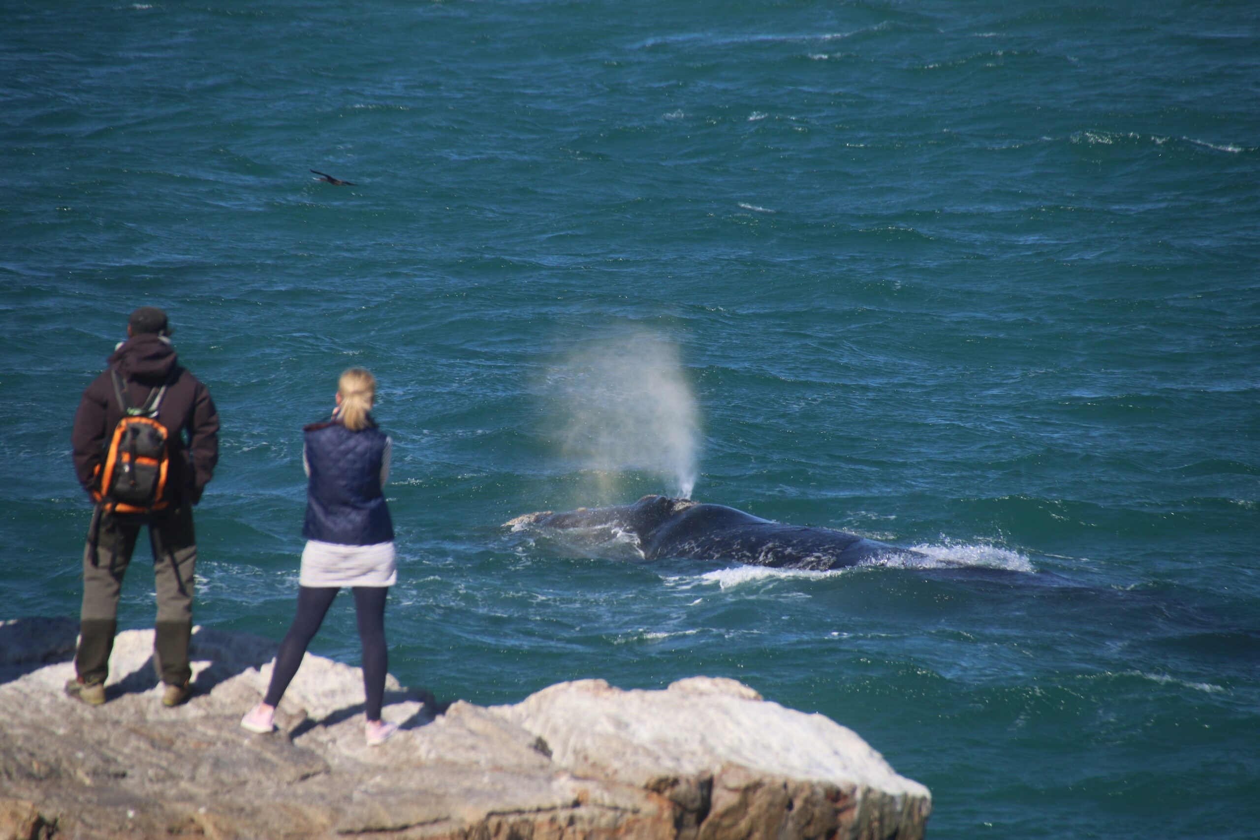 Mit etwas Glück kann man Wale von Land aus beobachten, ohne sie zu stören. © Ulla Ludewig