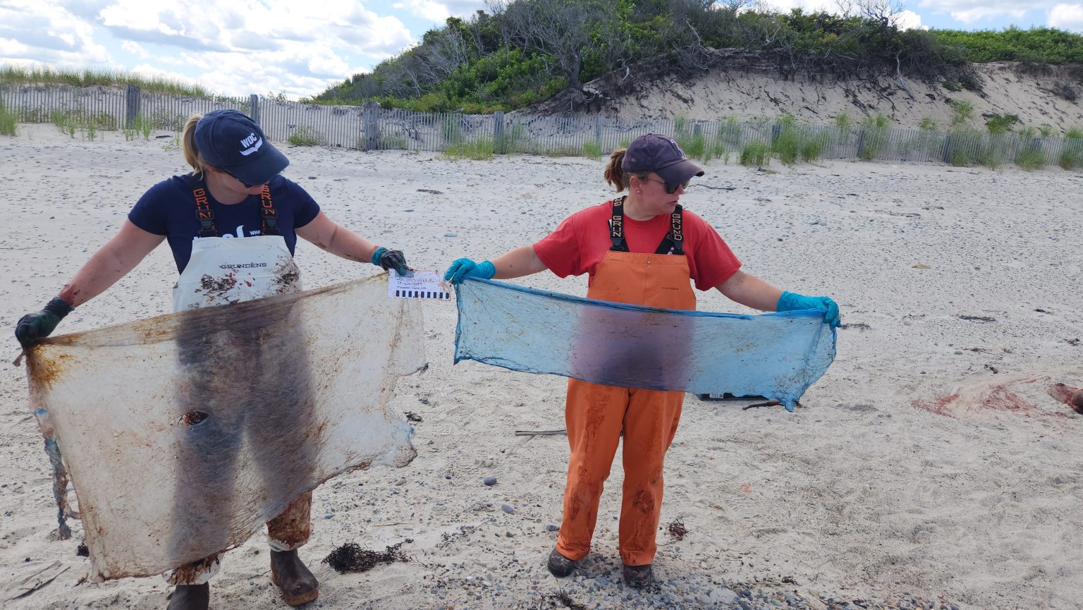Immer wieder findet man große Plastikteile in den Mägen von gestrandeten Walen und Delfinen. © WDC Nordamerika