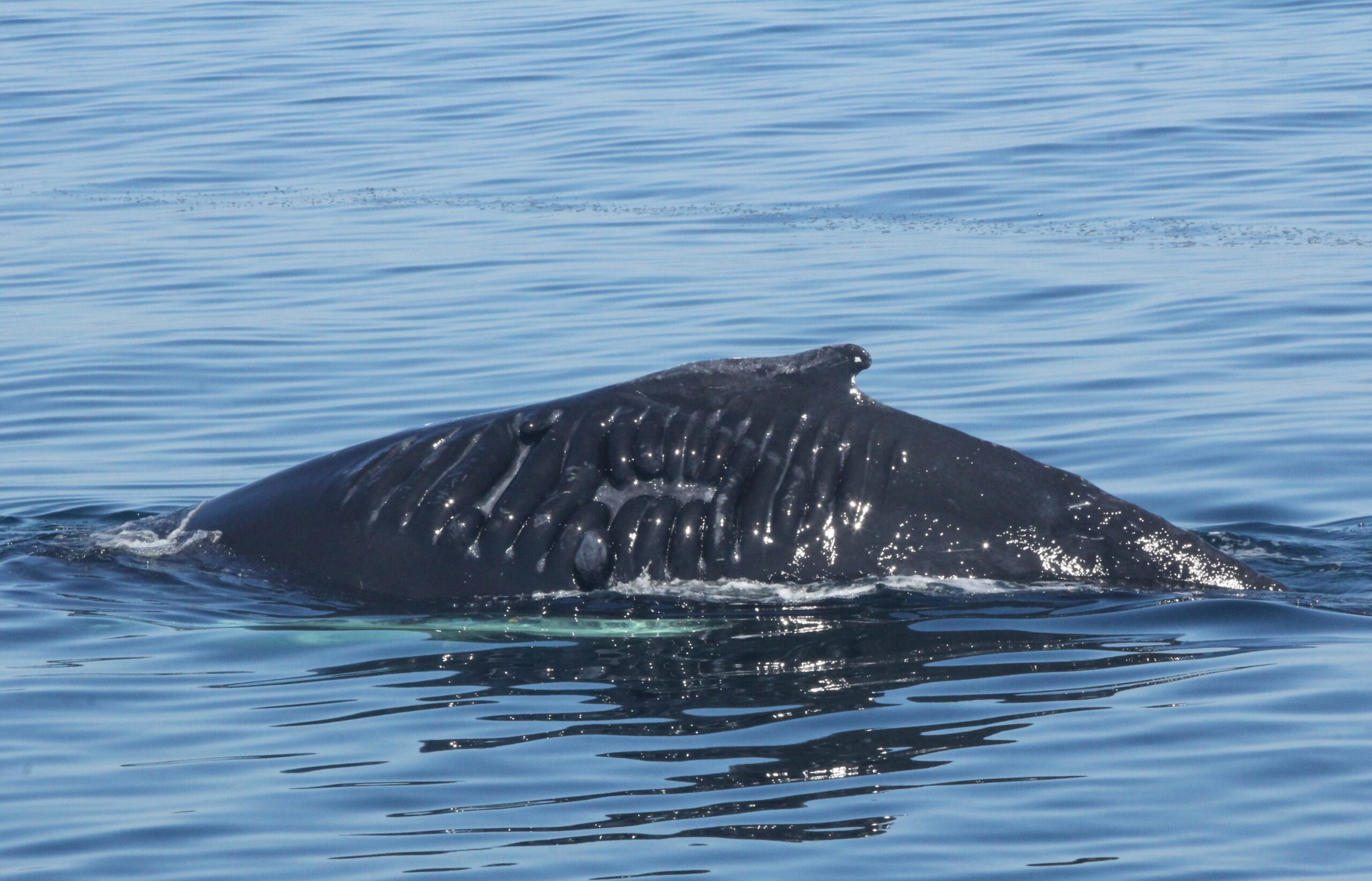 Dieser Wal zeigt noch die Narben von einem Zusammenstoß mit einem Schiff. Zum Glück hat er überlebt. © WDC Nordamerika