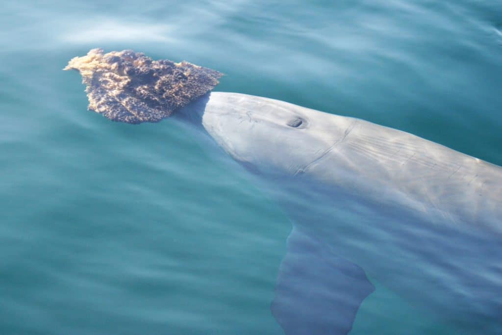 Die Shark Bay Delfine nutzen Schwämme bei der Jagd. © S. Allen / Shark Bay Dolphin Research