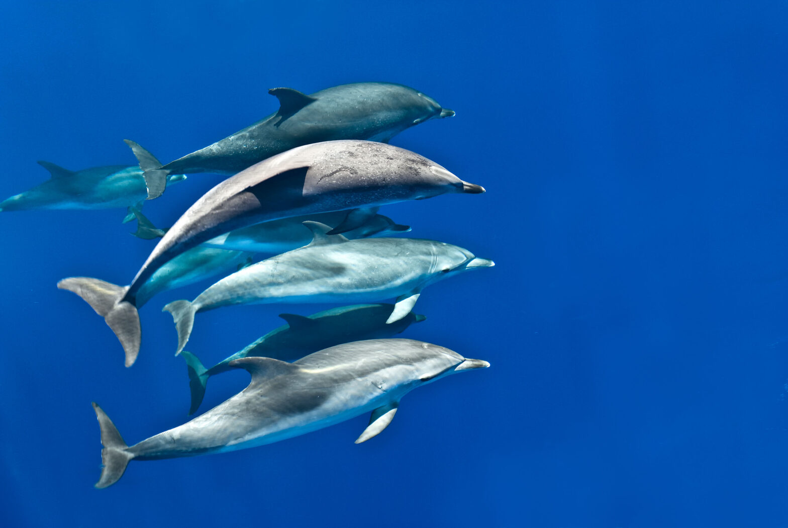 Delfine interagieren über Pfiffe miteinander. © Christopher Swann