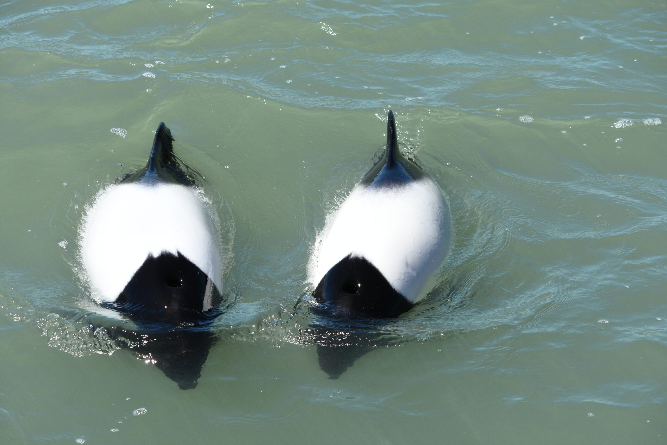 Zwei neugierige Commerson-Delfine © M. Iñíguez