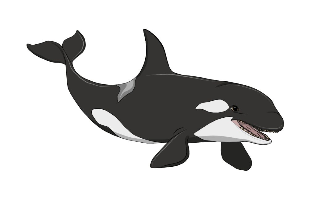 Der Orca ist der größte aller Delfine und gehört zu den Zahnwalen. 
