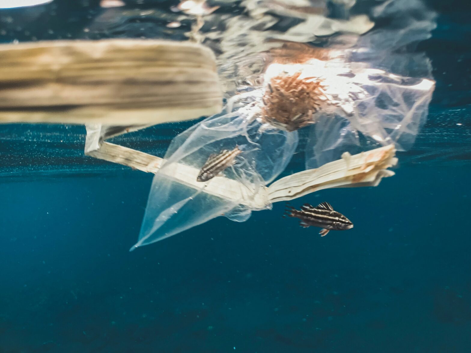 Plastikmüll kann zur gefährlichen Falle für Meeresbewohner werden. © Unsplash / Naja Bertolt Jensen