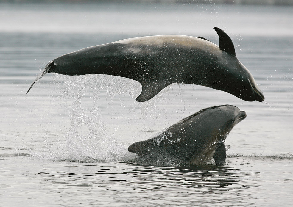 Zwei springende Delfine